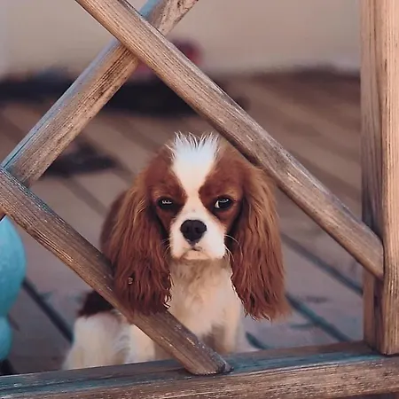 Mobile Homes Camp Pineta - Adriatic Kampovi Prázdninový areál